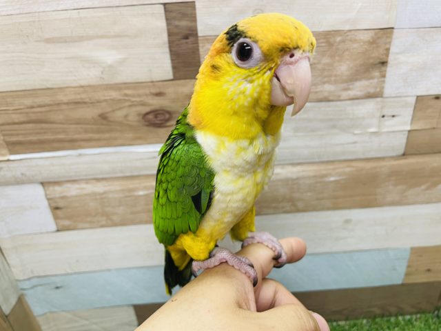 シロハラインコ