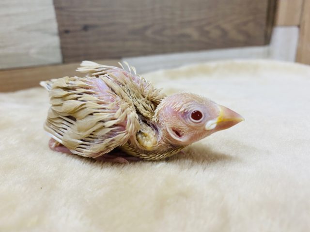 シナモン文鳥