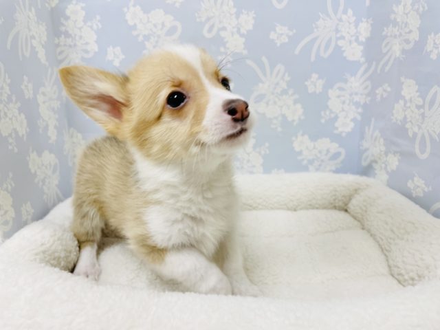 ウェルシュコーギー・ペンブローグ