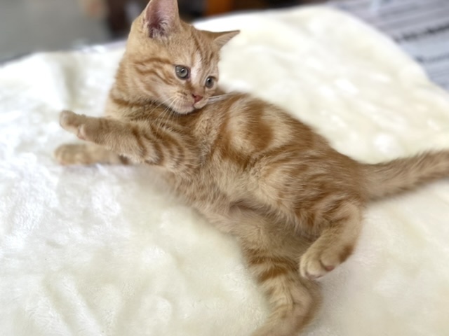 スコティッシュ・フォールド(レッドタビー)2022年2月26日生まれ 女の子 スコティッシュフォールド