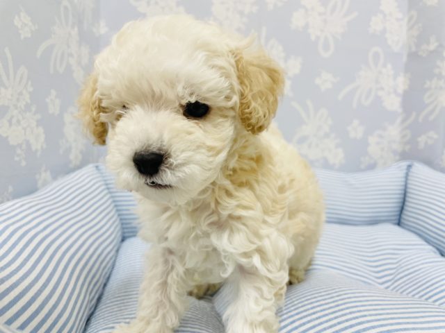 トイプードル