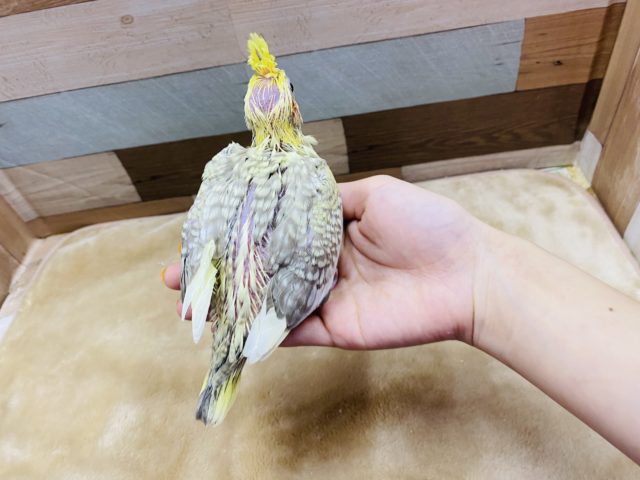 オカメインコ