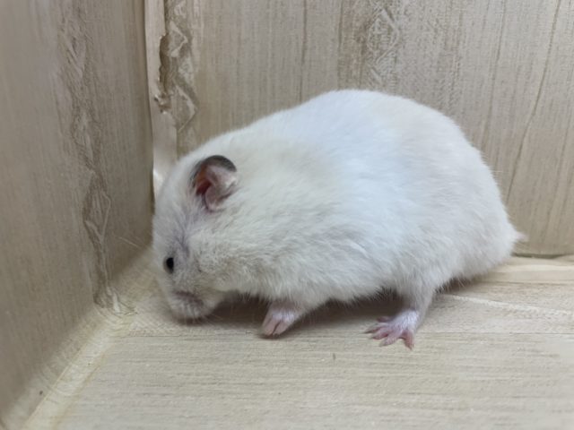 ゴールデンハムスター