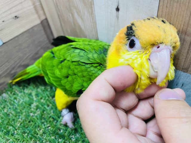 最新画像有り☆遊ぶの大好きさんです☆シロハラインコ! シロハラインコ