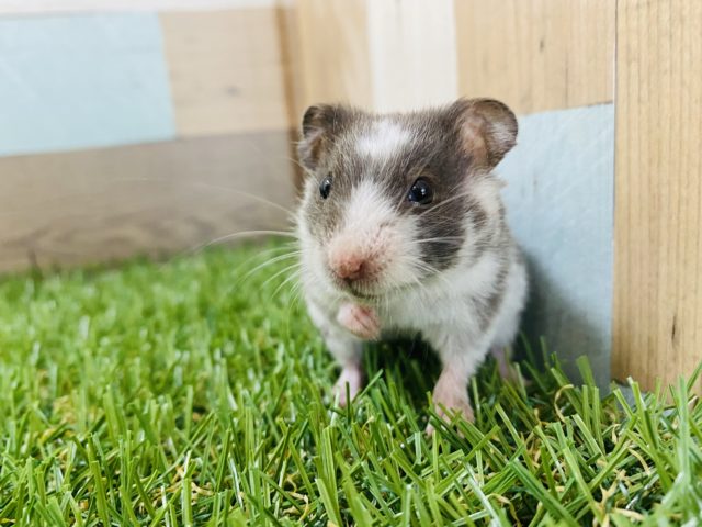 ゴールデンハムスター