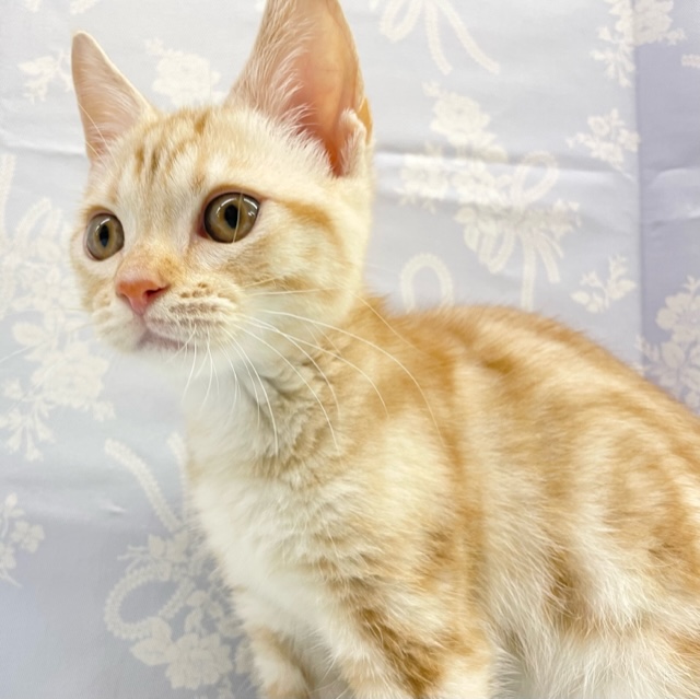 アメリカンショートヘア