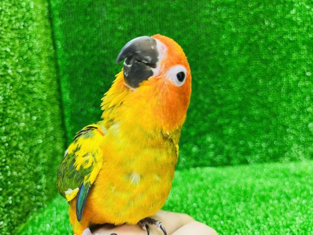 コガネメキシコインコ