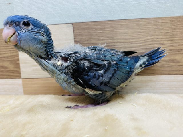 サザナミインコ