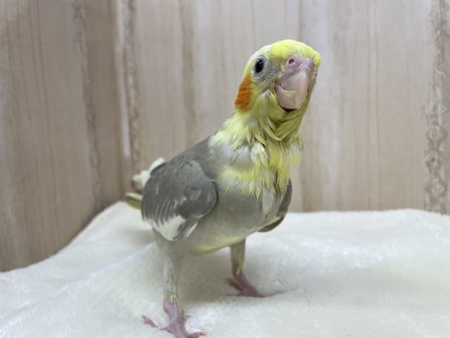 オカメインコ