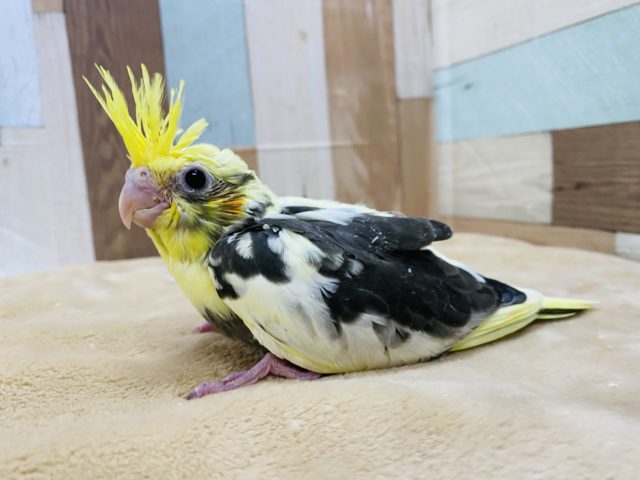 オカメインコ
