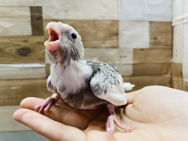 オカメインコ
