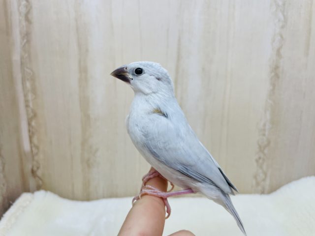 シルバー文鳥