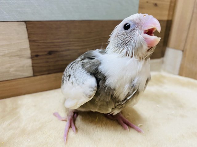 オカメインコ