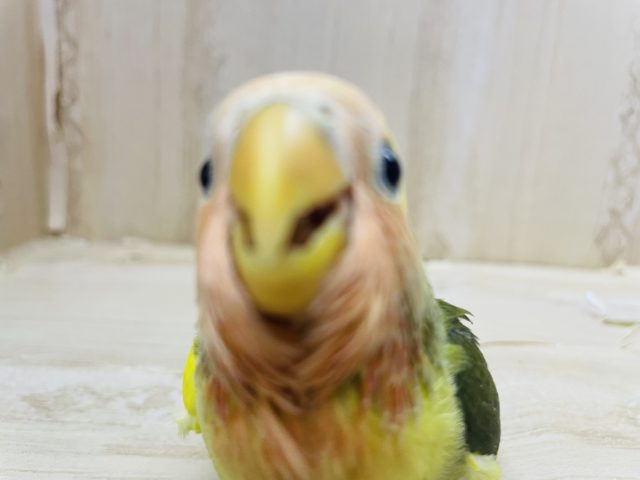コザクラインコ（小桜インコ）