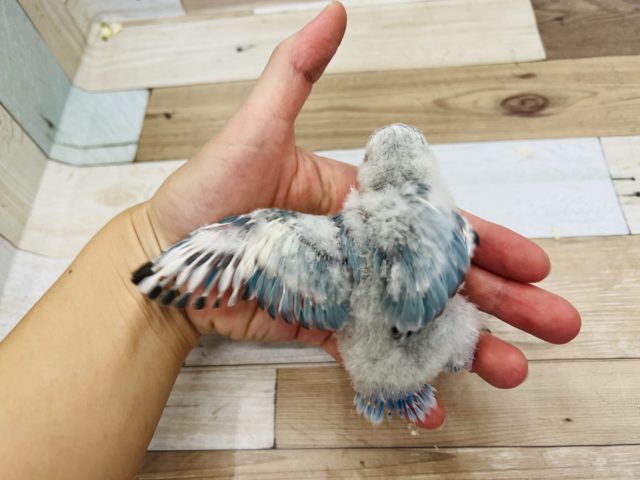 コザクラインコ（小桜インコ）