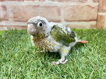 ホオミドリウロコインコ