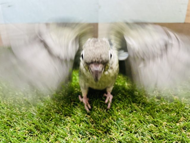 ホオミドリウロコインコ