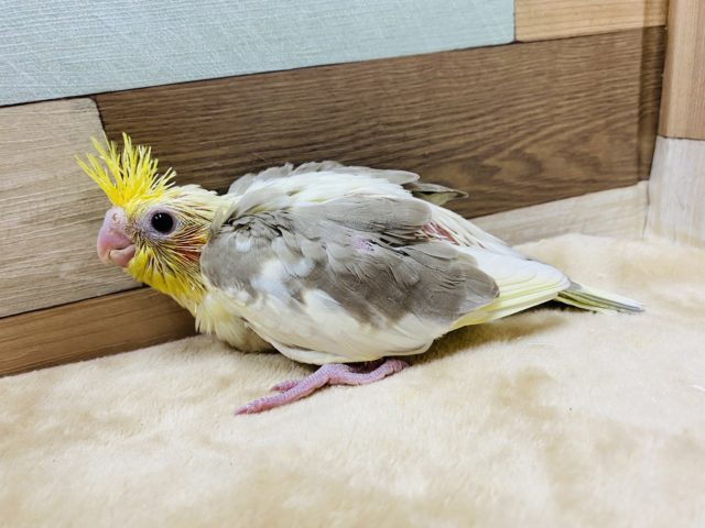 オカメインコ