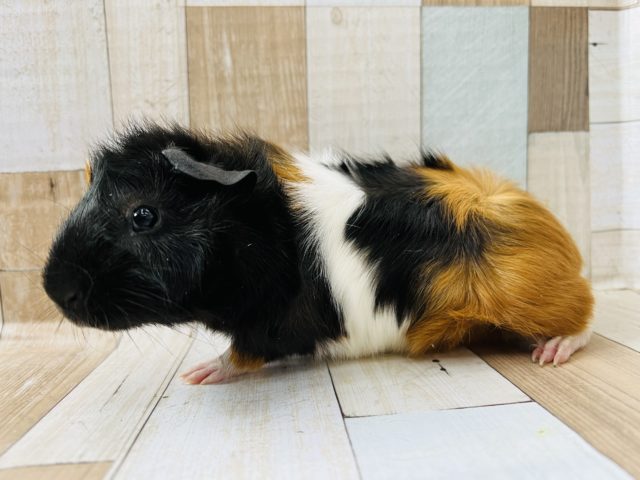 アビシニアンモルモット