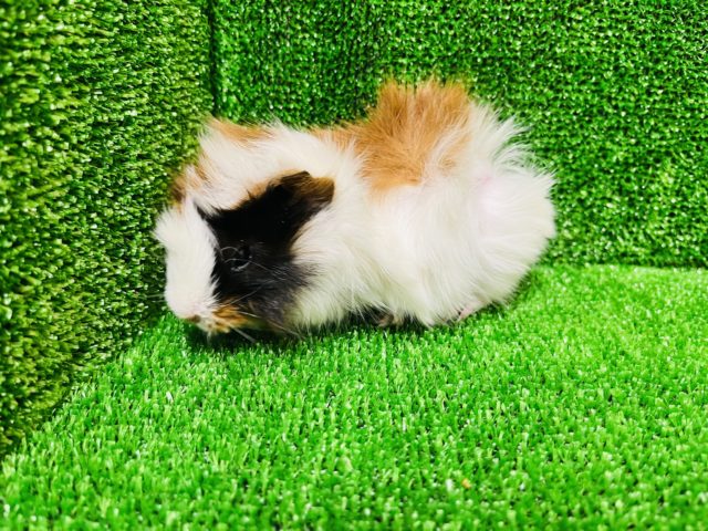 アビシニアンモルモット