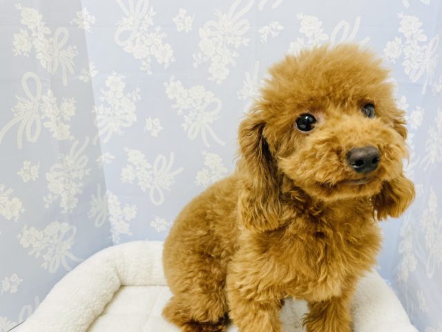 トイプードル