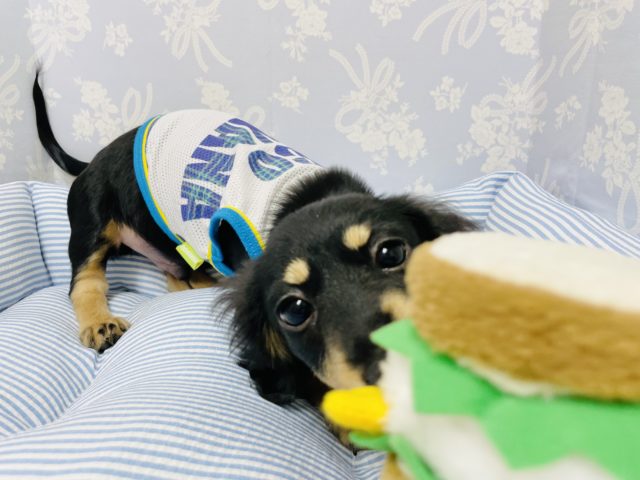 ミニチュアダックス