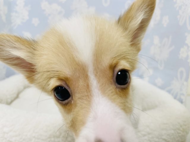 ウェルシュコーギー・ペンブローグ