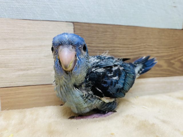 サザナミインコ