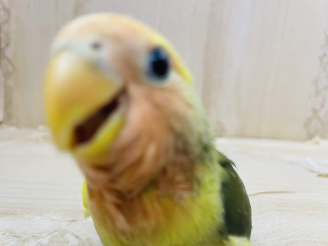 コザクラインコ（小桜インコ）