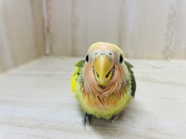 コザクラインコ（小桜インコ）