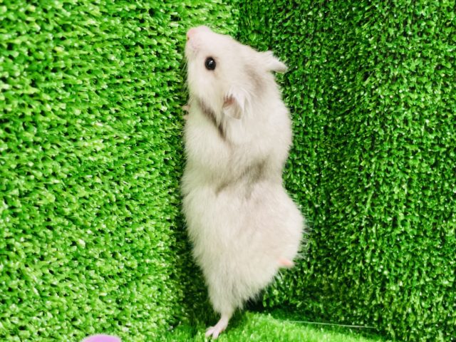 ゴールデンハムスター