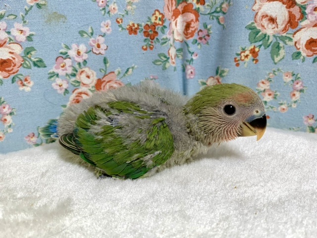 コザクラインコ（小桜インコ）