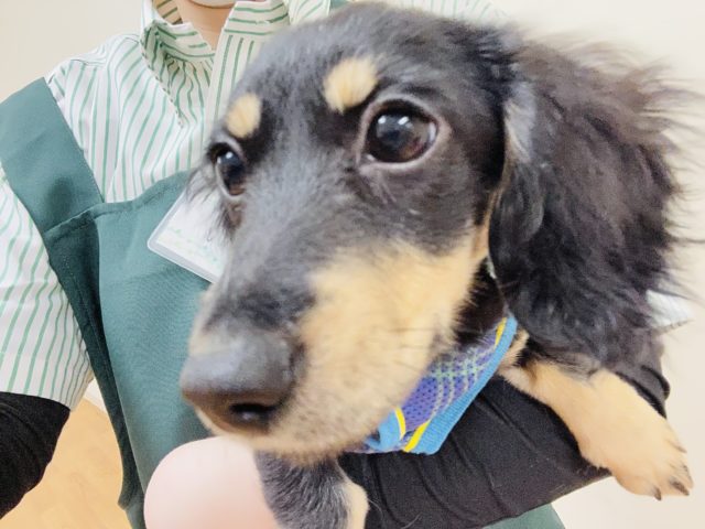 ミニチュアダックス