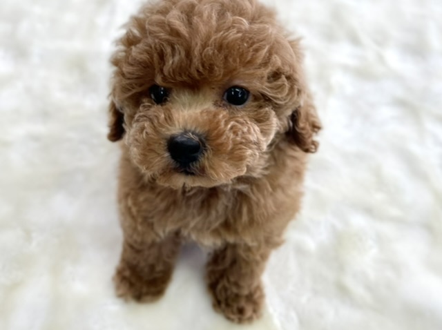 トイプードル
