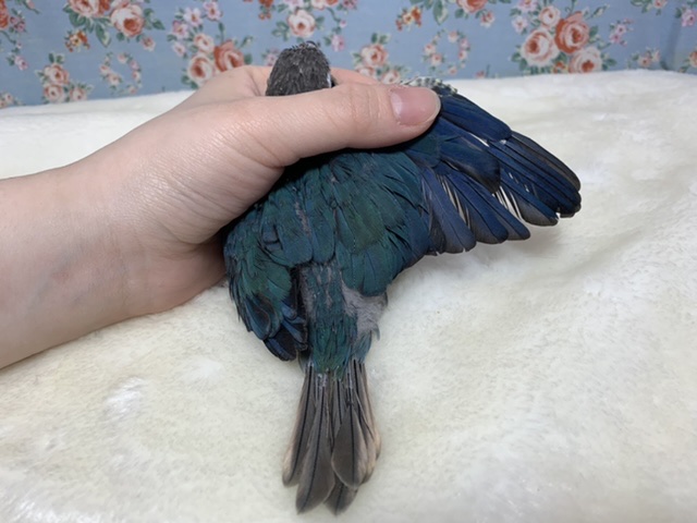 ワキコガネウロコインコ