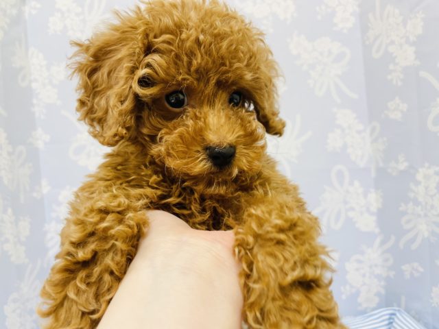トイプードル