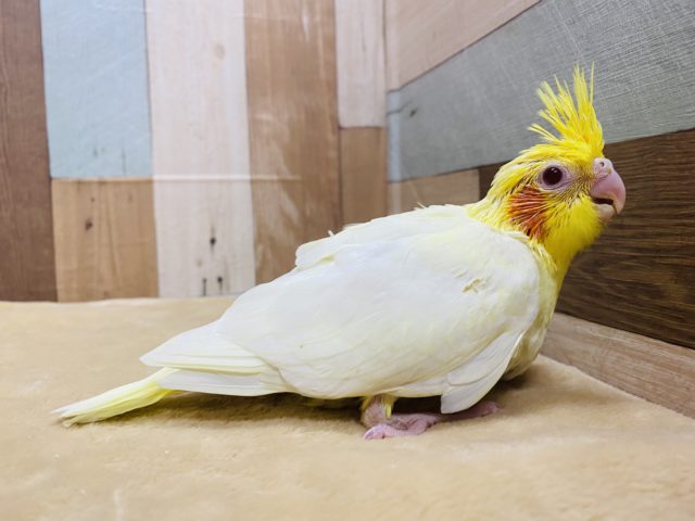 オカメインコ
