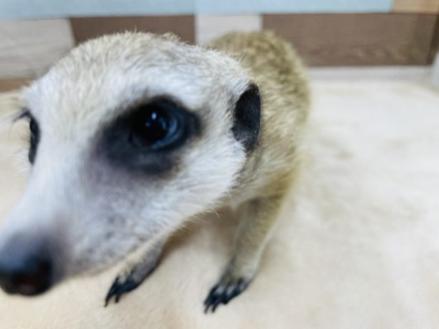 ミーアキャット