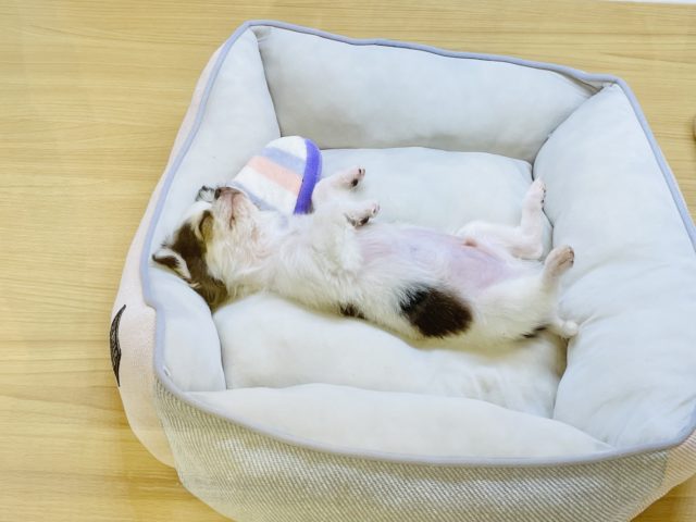 嬉しくてぴょんぴょん〜♪チワワくん! チワワ