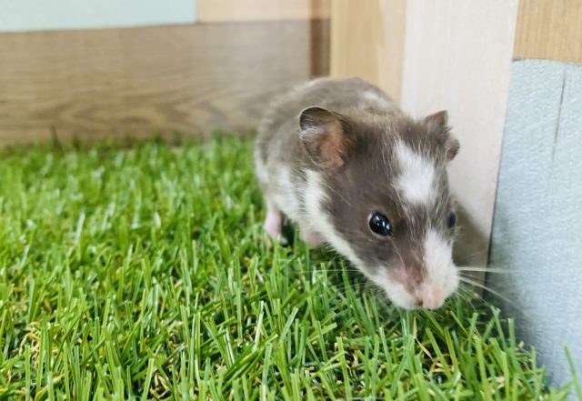 ゴールデンハムスター