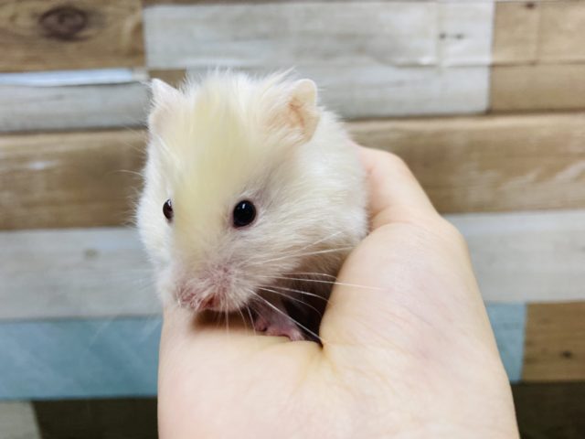 ゴールデンハムスター