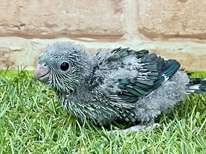 サザナミインコ