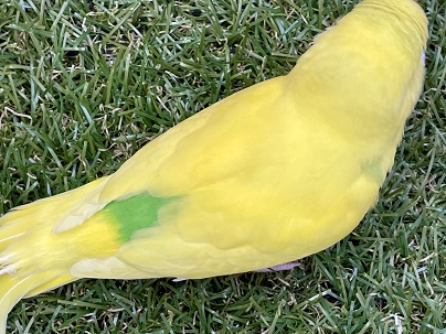 セキセイインコ