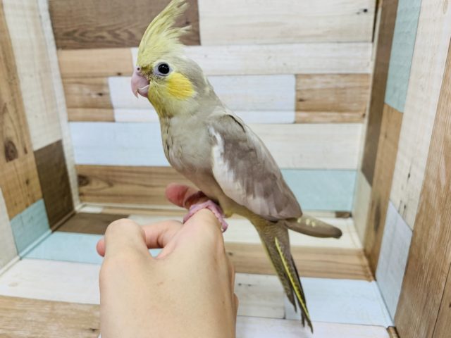 オカメインコ