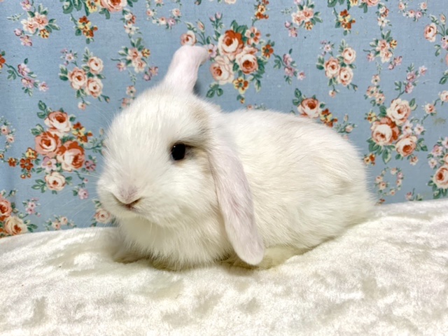 ロップイヤーラビット