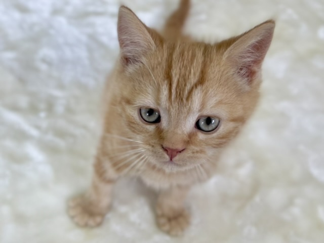 スコティッシュフォールド