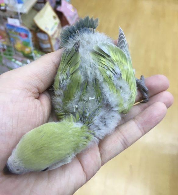 コザクラインコ（小桜インコ）