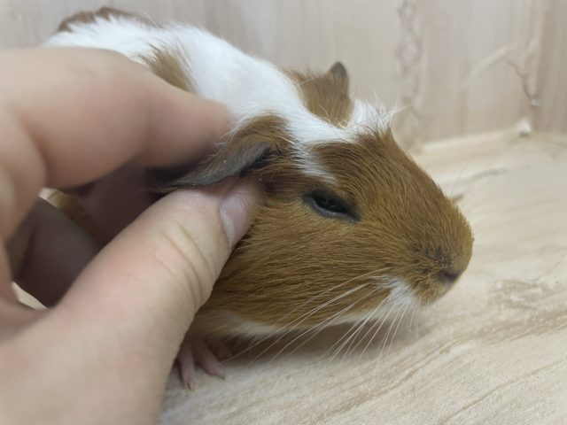 クレステッドモルモット