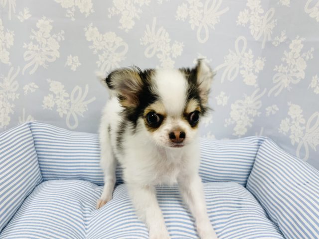 嬉しくてぴょんぴょん〜♪チワワくん! チワワ