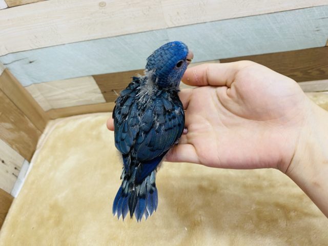 サザナミインコ